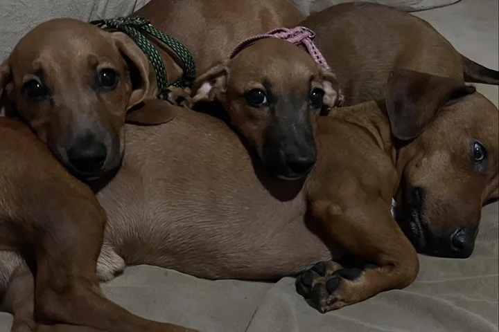 Filhotes descansando na internação da AC Pet