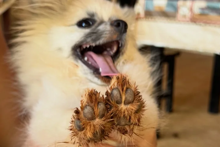 Spitz atendido na AC Pet